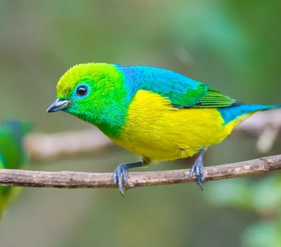 Tangará bonito