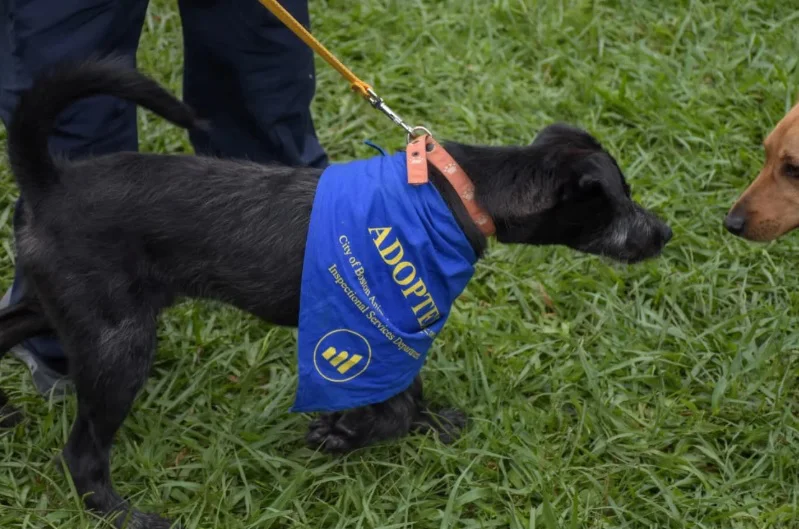 MARATONADOPCIONES4