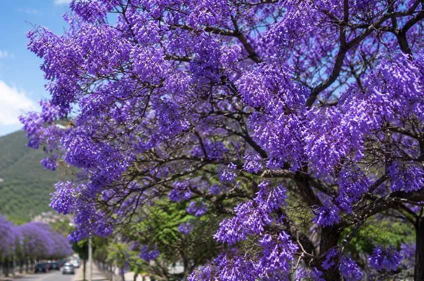 JACARANDÁ